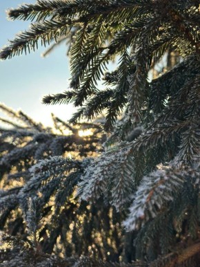 ������ ����, ����������!. ������� ���� ������� ���� ���������