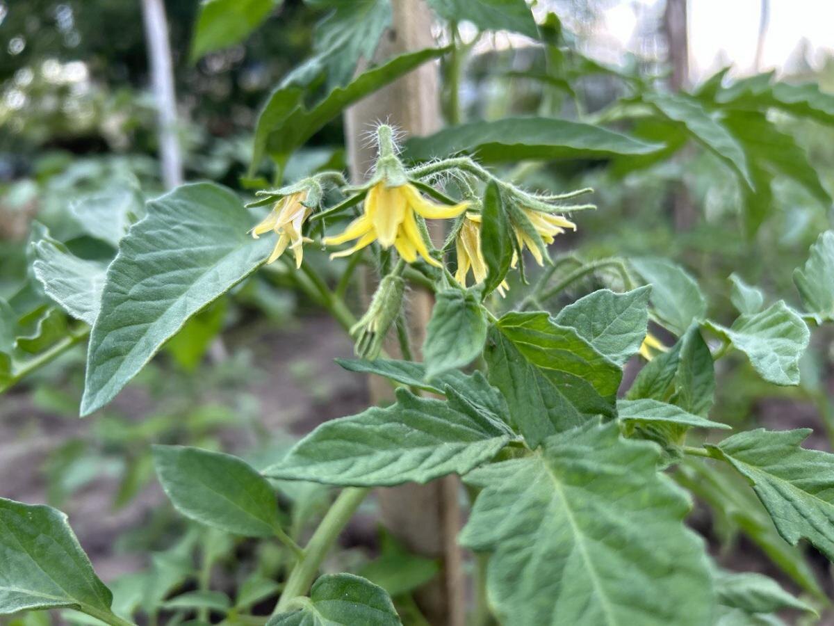 Помидорная ботва: как остатки могут стать незаменимыми помощниками в огороде