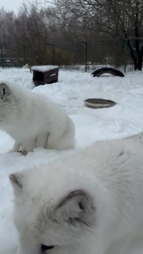 А вы знали, что в Белгородском зоопарке есть такие милые пушистики?
