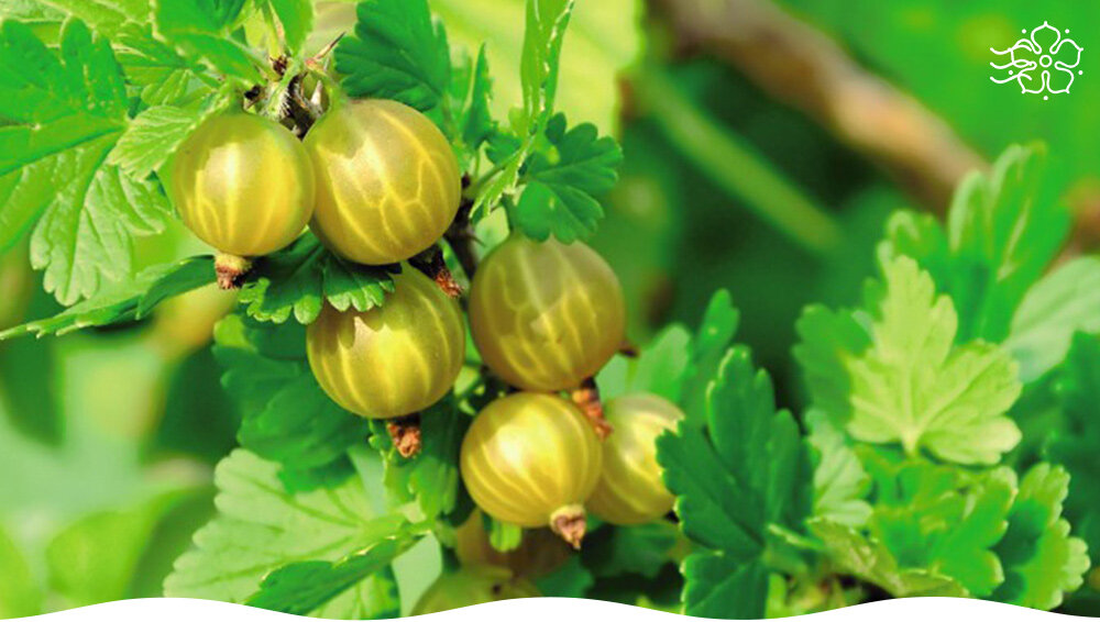 Лучшие сорта крыжовника: от рубинового до черного