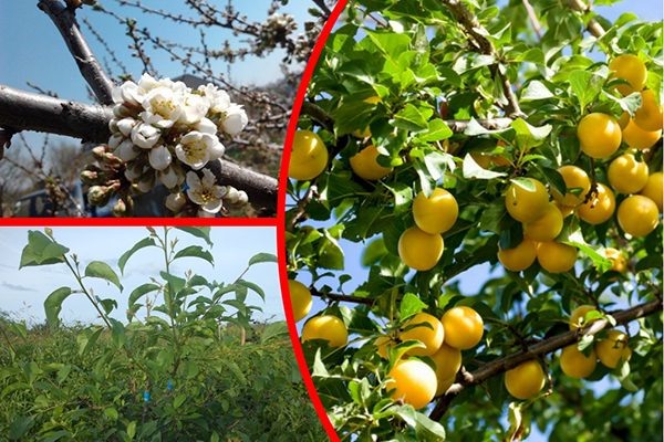 Правила успешного выращивания алычи сорта Злато скифов