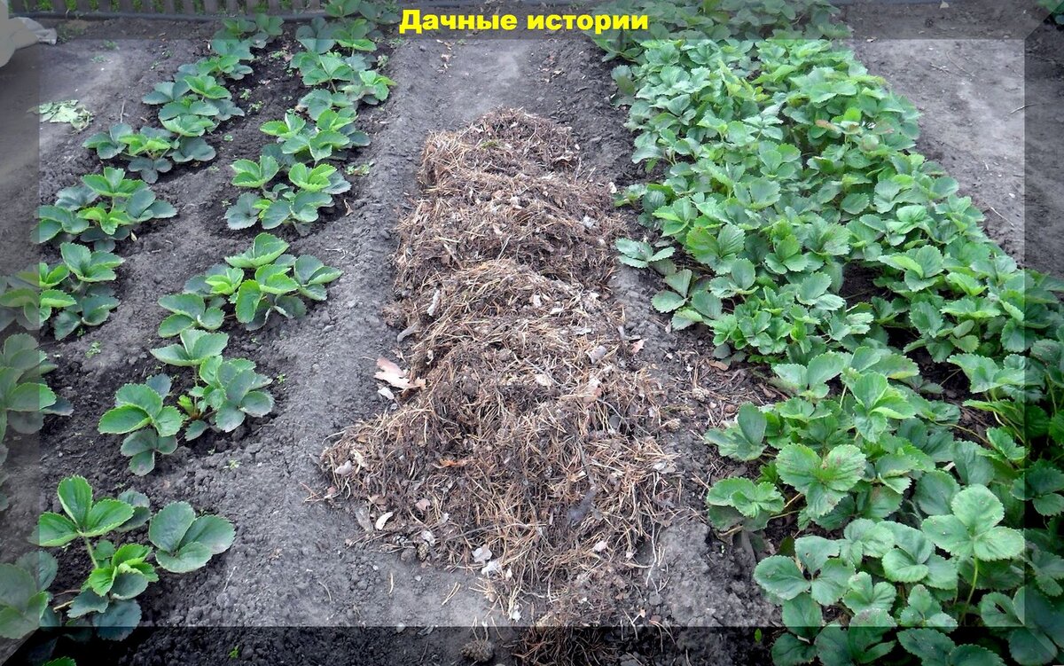 Осенняя клубника: секреты успешной посадки и ухода за ягодами