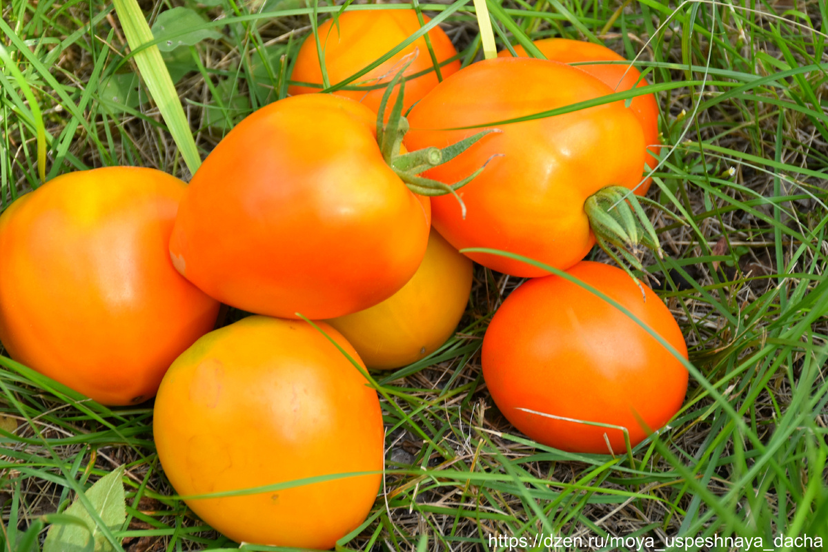Томат, который точно займет место в вашем огороде в этом году