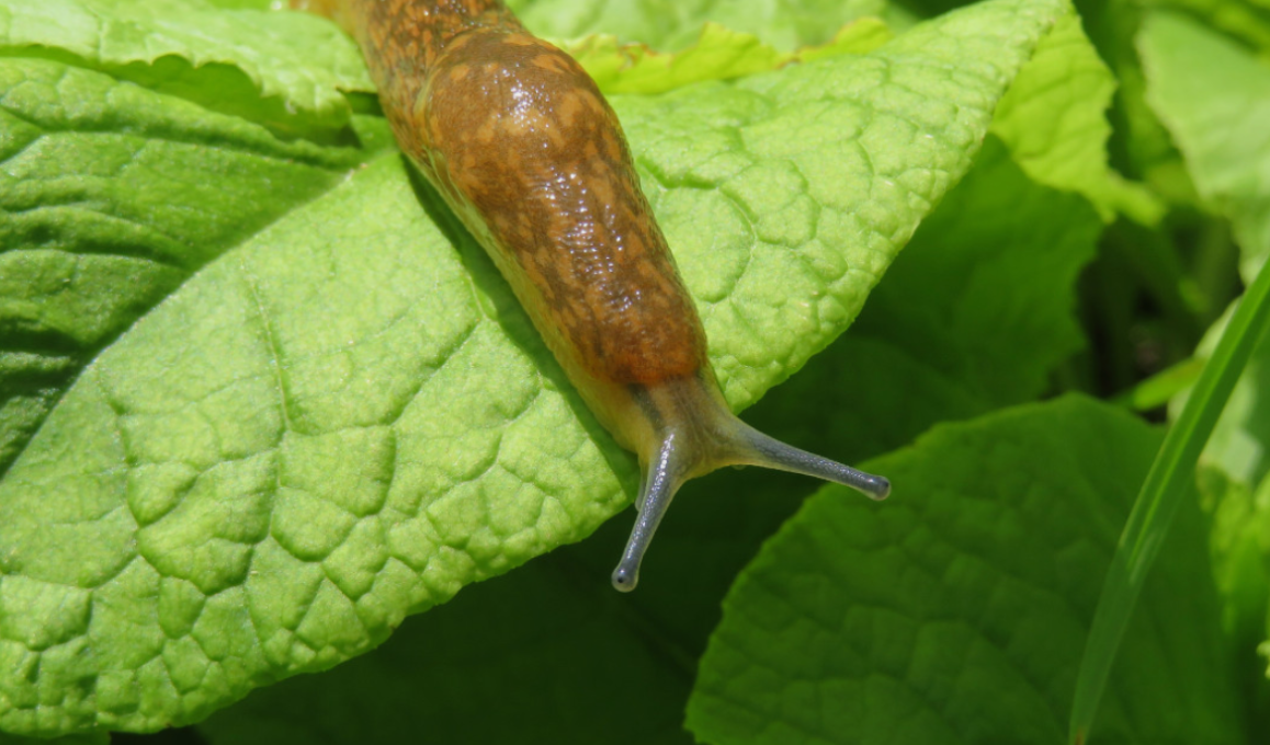 Как осенью победить слизней: эффективные советы для огородников