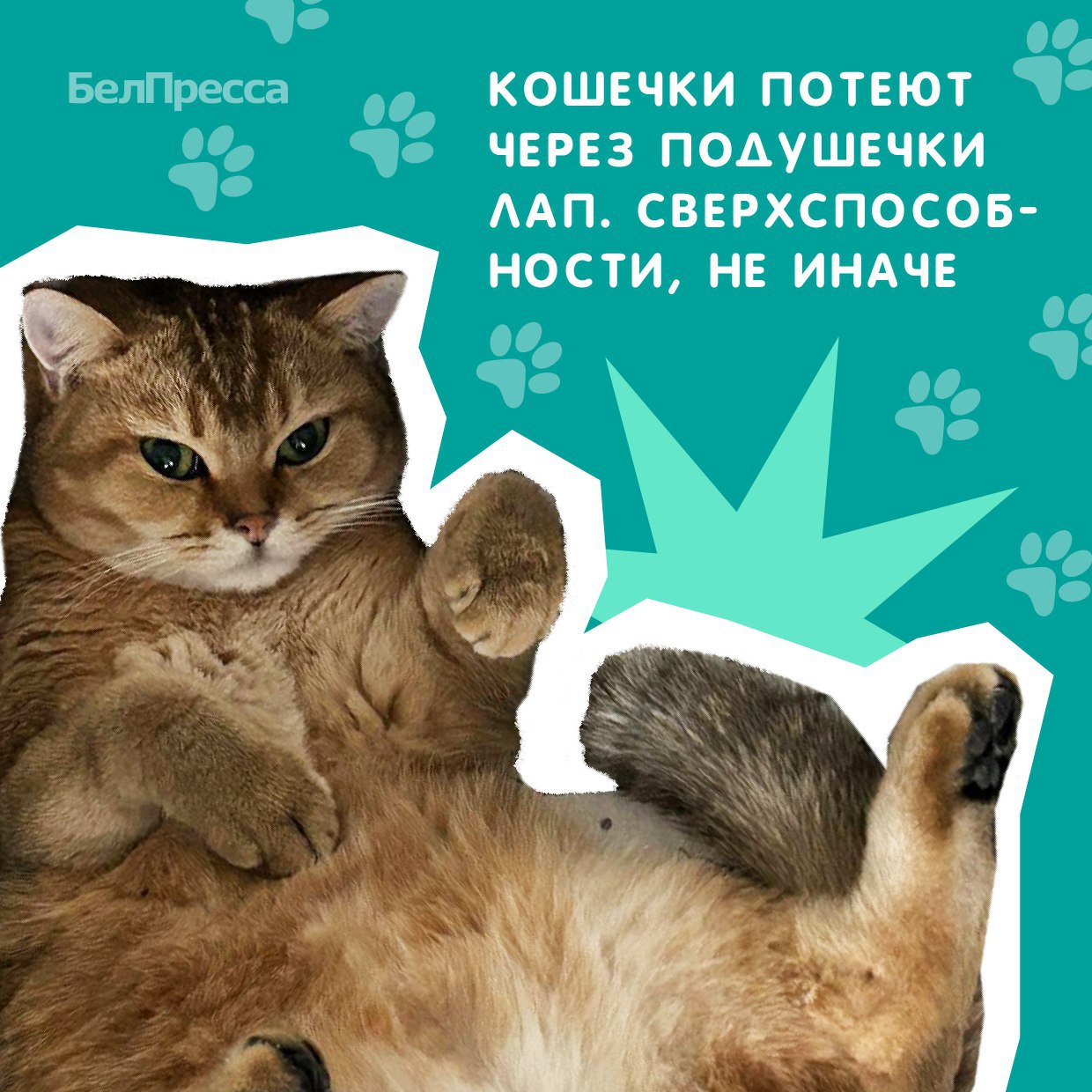 1 марта в России отмечают День кошек