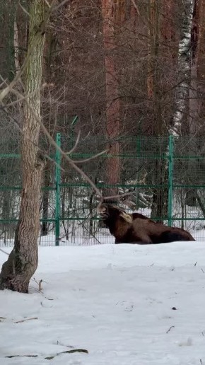 Понедельничные позевушки. Лось Родион так же, как и все мы хотел бы сейчас сладко спать в тёплой постельке, но… …по понедельникам приходится работать