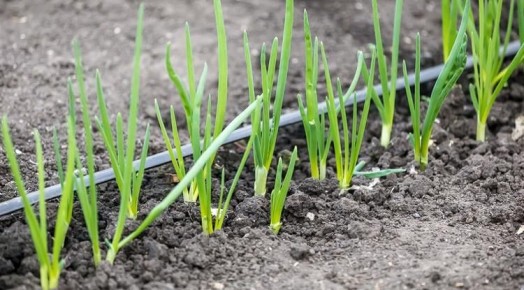 Более 1,5 тысячи юных белгородцев научатся работать в теплицах