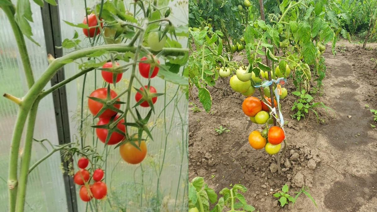 Как легко вырастить томаты без подвязки: популярные сорта и секреты успеха