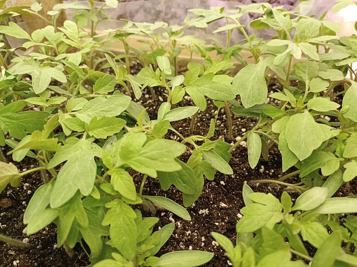 Как помочь рассаде, если она остановилась в росте