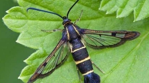 ��������! ����������� ��������� �������� ������ ������