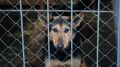 Два новых приюта для бездомных животных откроют в Белгородской области до конца года