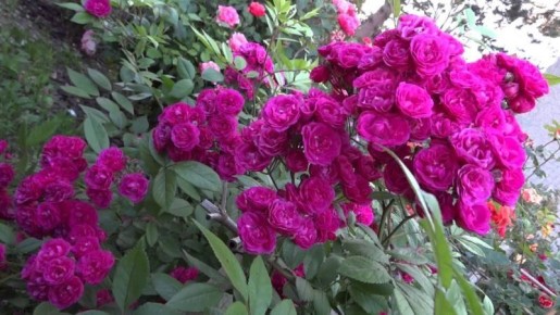 Мускусные розы: как сделать ваш сад более привлекательным и ароматным