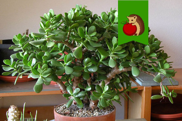 Толстянка в доме: где разместить для цветения и привлечения счастья?