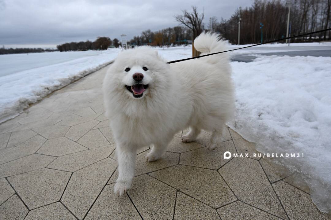 Доброе утро, Белгород!. Сегодня за окном облачно с прояснениями