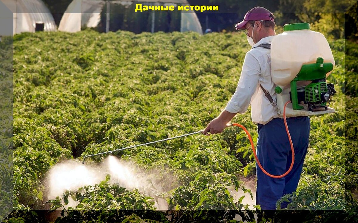 Разоблачение мифов о народных способах ухода за растениями