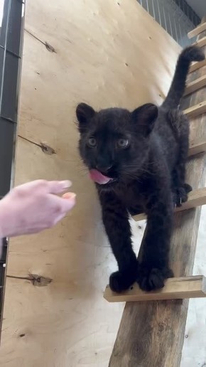 ����� ���-�� ���� �����?. ׸���� ������� �� ������������� �������� ��� ������������ ����������