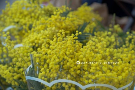 В Белгороде заработала традиционная цветочная ярмарка