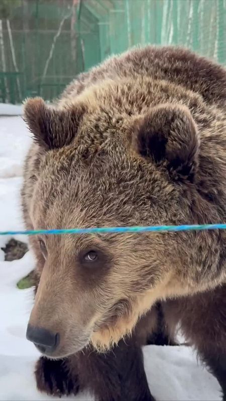 ��� ������, ��� ������ �����? ��������� �� ������������� �������� ����� �� ������ ������