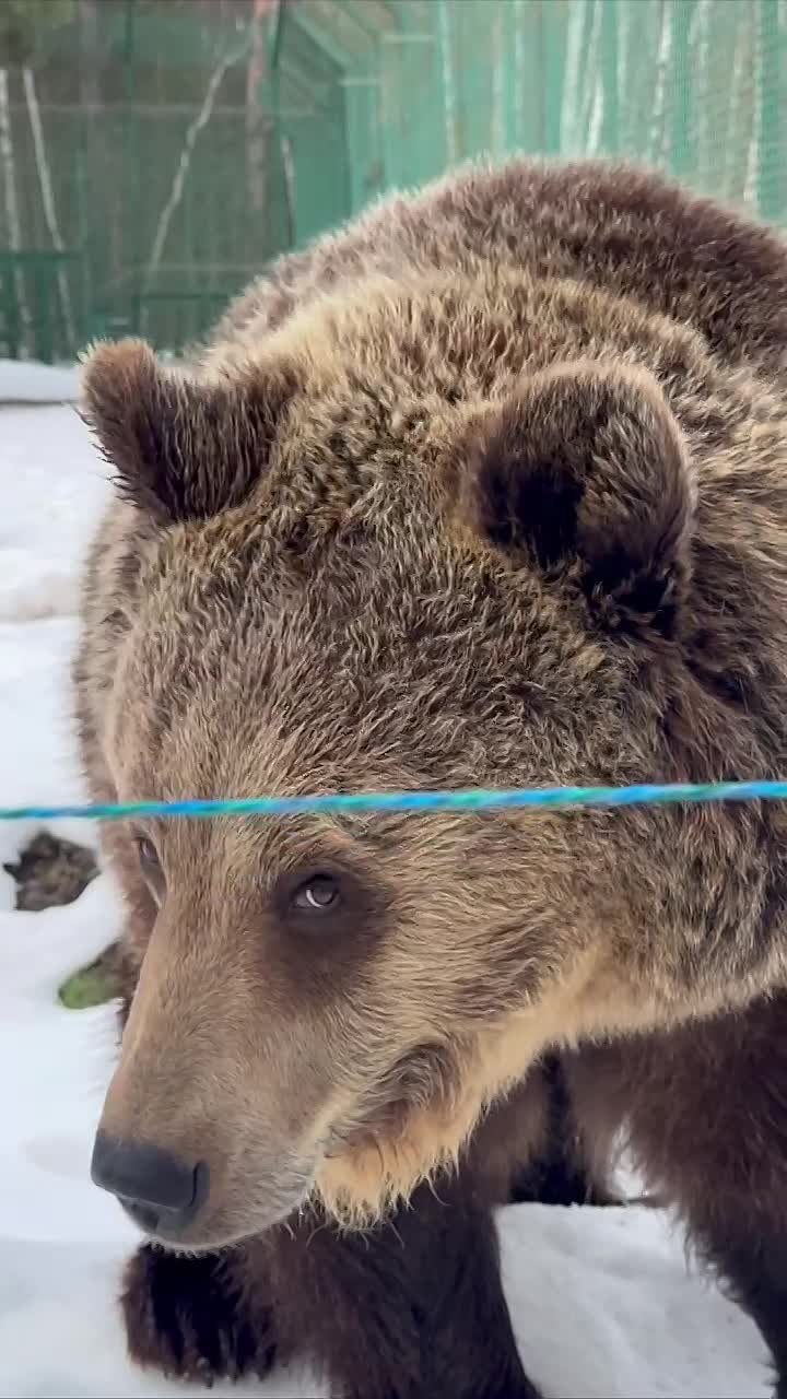 Как понять, что пришла весна? Медведицы из Белгородского зоопарка вышли из зимней спячки