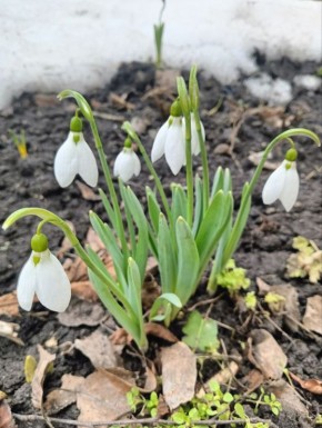 � ��������� ������� �����������