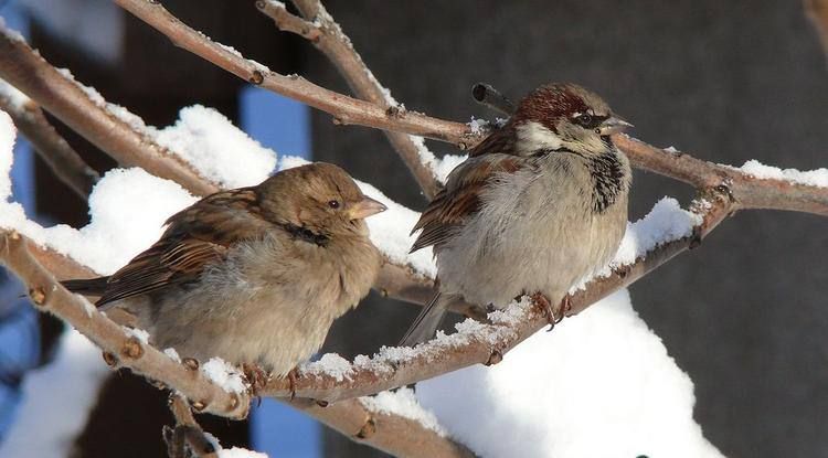 ����������� ������. ������ ������� �� ��� �����, ��� � ��� ������� ������