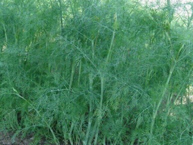 ��� ��������� ������ � ��������� �����: ������, ������� ����� �����������