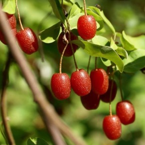 Гуми: новое что-то для россиян