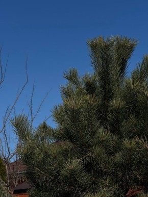 Погода 15 марта. Сегодня синоптики обещают ясную погоду