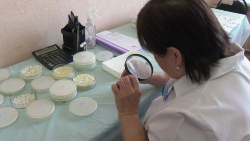 В Белгородской области стартовал сезон проверок семян перед посевной