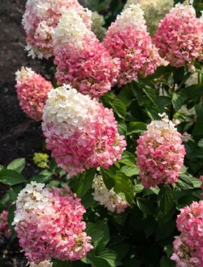 ����������� ��������� ����� ������: ��� ��������� ��� �������