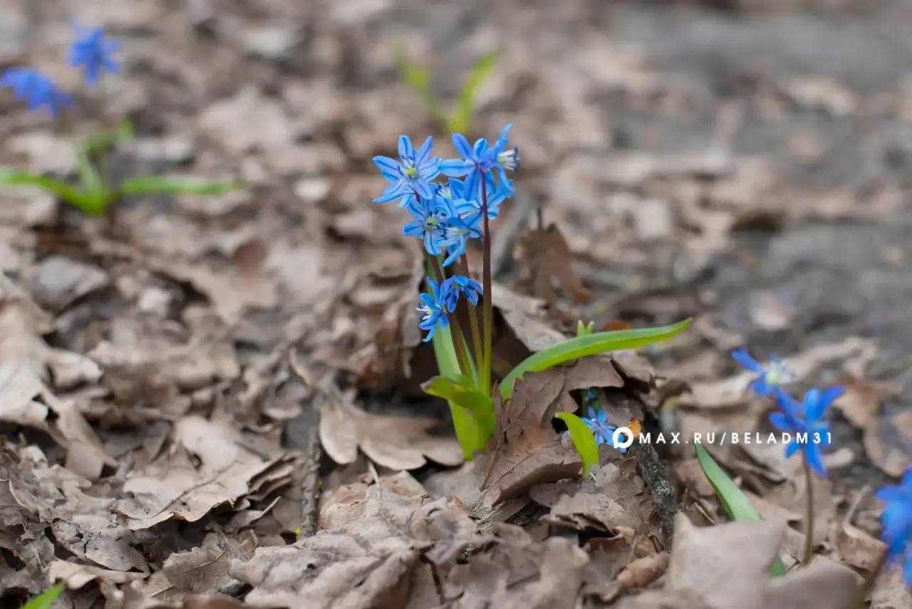 Начинаем новую рабочую неделю! Сегодня, в понедельник 16 марта, в Белгороде ожидается преимущественно облачная погода