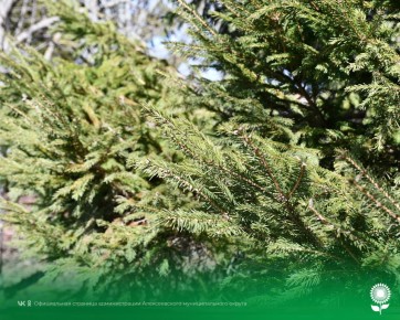 14 �����. ����������� ������� 4�C, �������, ��� �������