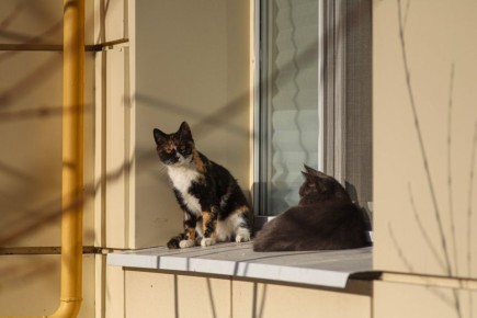 ������ 16 �����. ������� ��������� ������� �������� ������