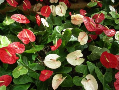 Как просто ускорить рост ваших комнатных цветов всего за пару шагов