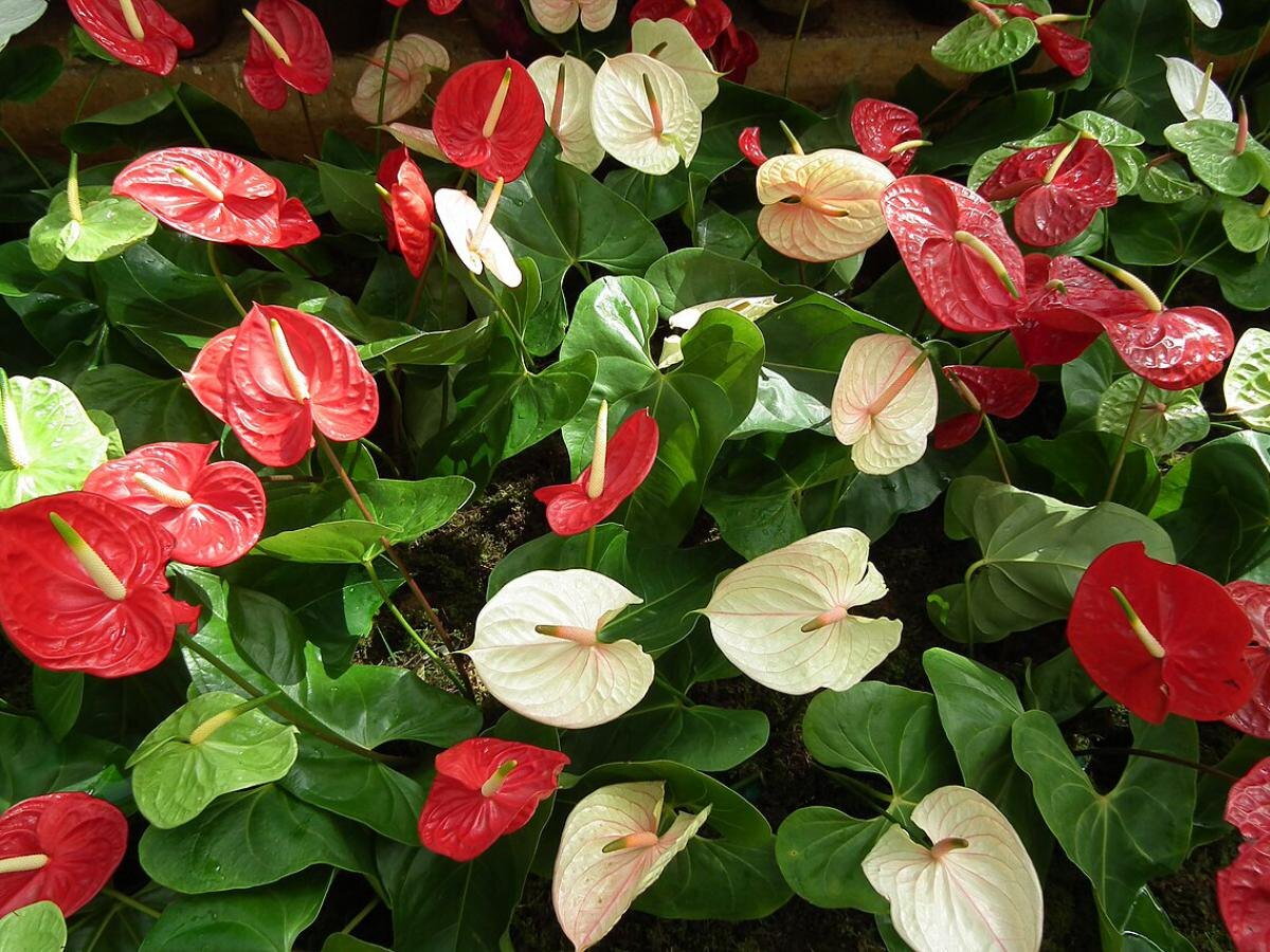 Как просто ускорить рост ваших комнатных цветов всего за пару шагов