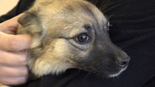 ����, ��� ������: �������� ������� ������� �� ������� � ������ ��� ����� � ��������