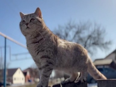 ������� ��� ���� ���������� - ����� �����