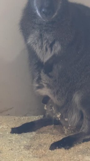 А что это за сладкий носик торчит из сумки кенгуру Беннетта?