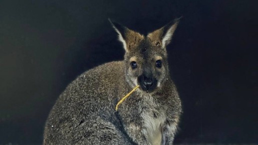 � ������������ �������� � ������� �������� �� ����� ������� ��������� ���������