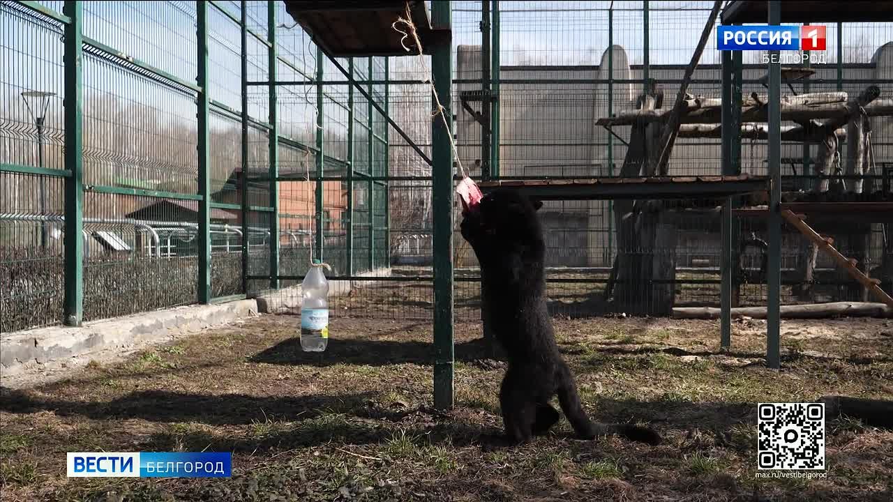 1234 По «леопардовым» меркам, Багира – ещё котёнок