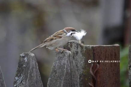 ������ ����, ��������!. ������� �� ����� ��������� ������