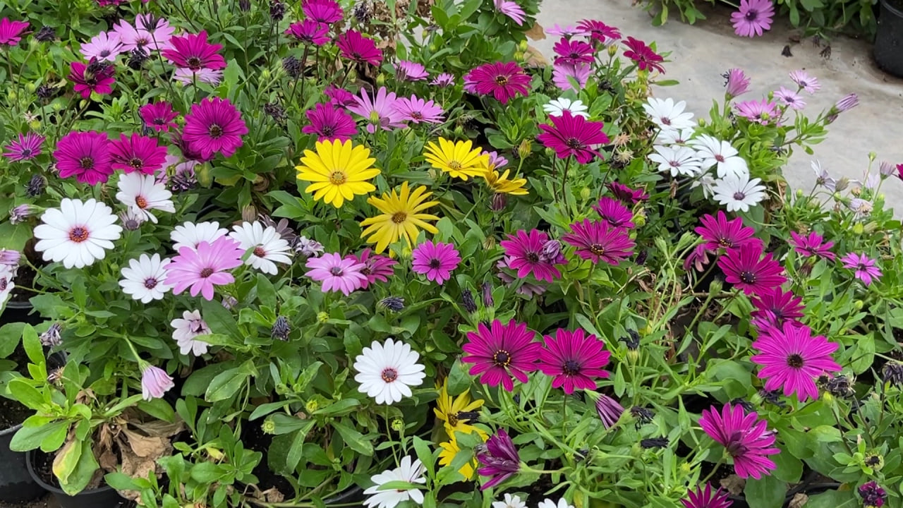 Пальмы на «Берегах» и розы на бульваре: каким станет Белгород этим летом?