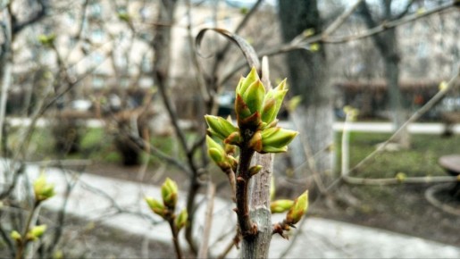 До +20°С сегодня.. Во вторник, 31 марта, синоптики обещают облачную с прояснениями погоду. Днём небольшие дожди. Ветер восточной четверти 7-12 м/с. Температура воздуха от 15°С до +20°С