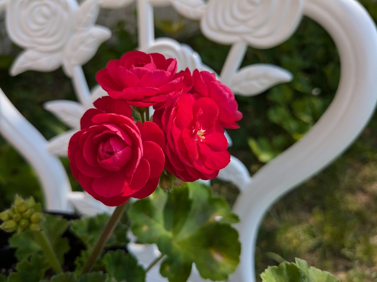 Герань или роза: как не потеряться в мире капризных сортов