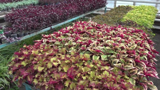 70 ����� ������ ������� ����� ������� ��� � ������