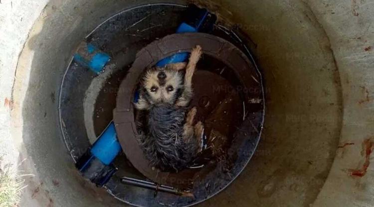 Волоконовке пожарные спасли провалившуюся в люк собаку