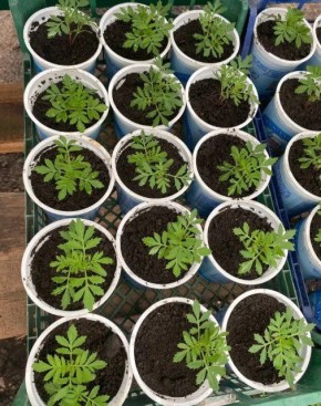 95 000 ���� ��������� ������� ����������� �������� � ���������� ������