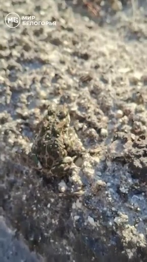 ������� ������ ����� ����������� ���������� ������