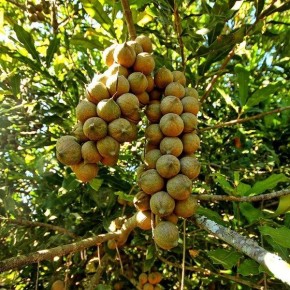 Макадамия: редкий деликатес с историей