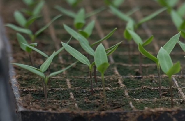 Теплица Белгорблагоустройства — место, где рождается весна